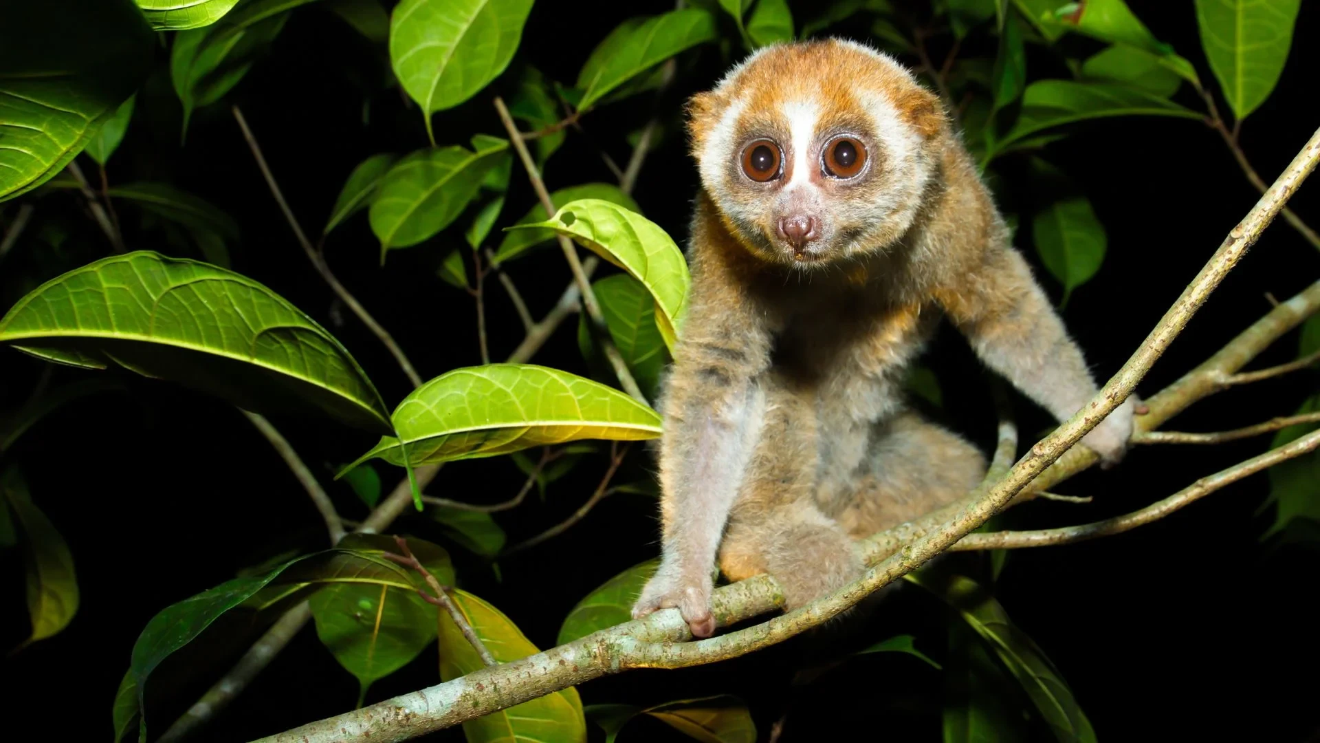 Borneo: Dotek divočiny
