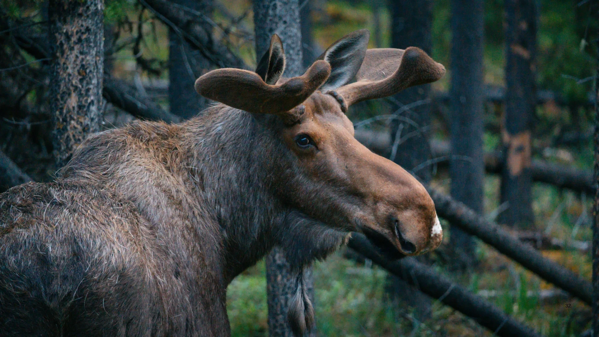 Kanada: Rockies roadtrip