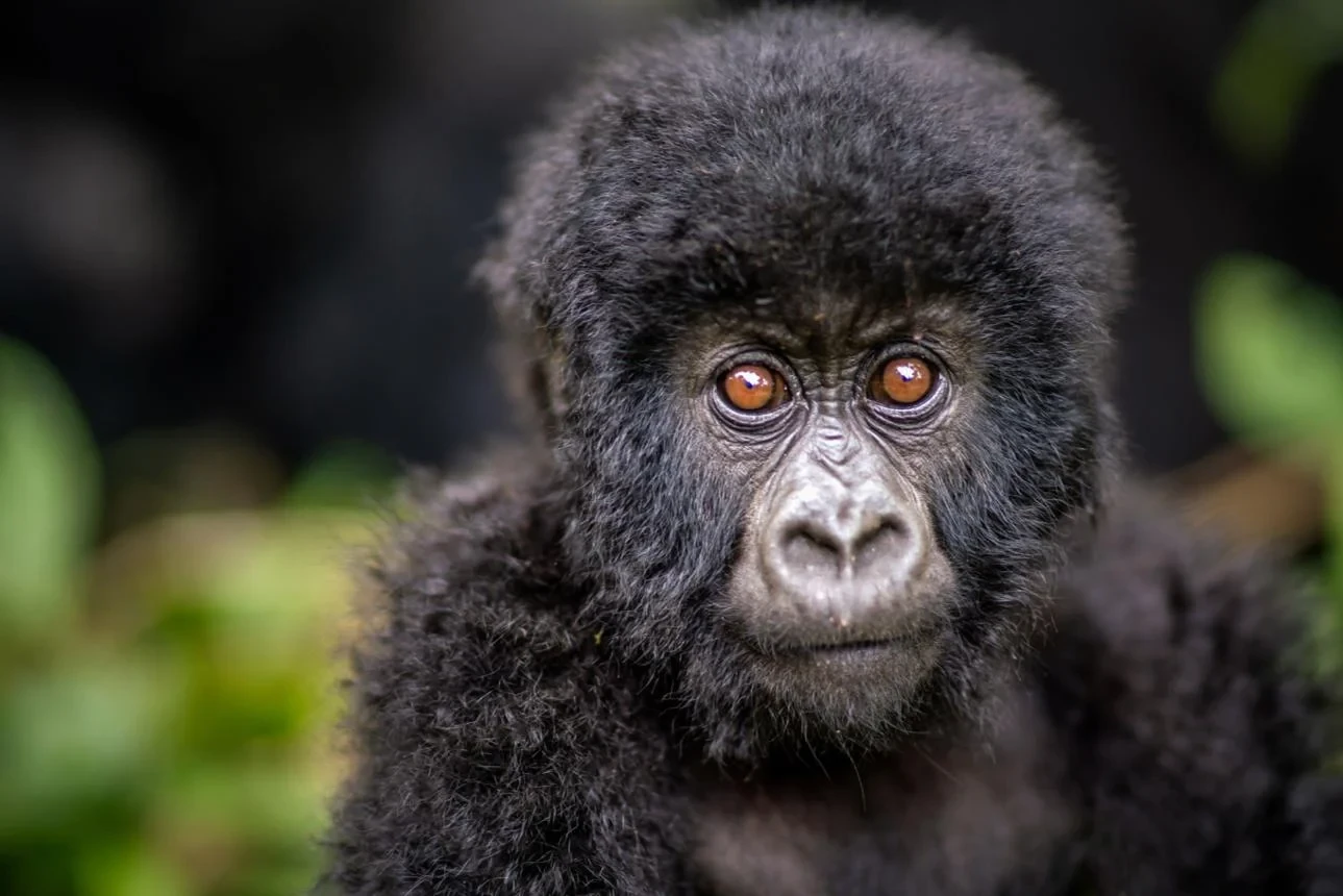 Uganda: Fotografická expedice za gorilami